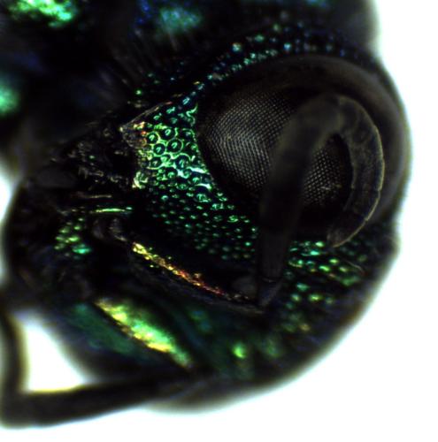 Réf. 297 159 : Chrysis interjecta